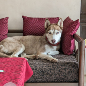 Found: White-Brown Mix Female Husky Dog from Ganga Kingston, NIBM road-2