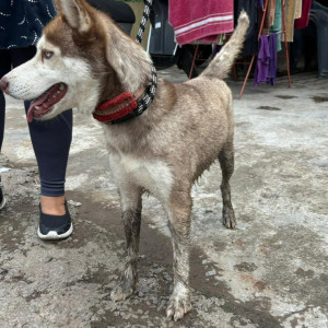 Found: White-Brown Mix Female Husky Dog from Ganga Kingston, NIBM road-3