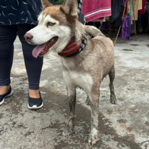 Found: White-Brown Mix Female Husky Dog from Ganga Kingston, NIBM road