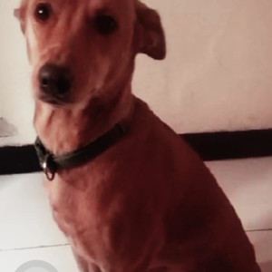 Missing: Brown Female Indie Dog from Amanora circle behind Neo tower-2