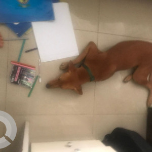 Missing: Brown Female Indie Dog from Amanora circle behind Neo tower-3