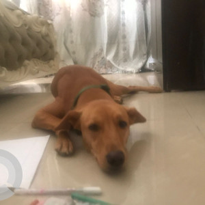 Missing: Brown Female Indie Dog from Amanora circle behind Neo tower