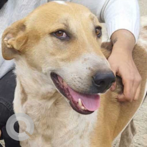 Missing: Brown Male Indie Dog from RSG The Universe, Udaipur  Near Girijavyas Petrol Pump
