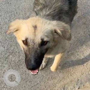 Missing: Black and Brown Female Indie Dog from Block A Palam Vihar, Gurgaon-2