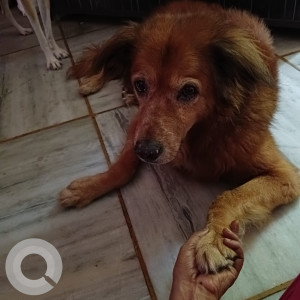 Missing: Brown Male Gaddi Dog from Sector 16, Rohini, Delhi-2