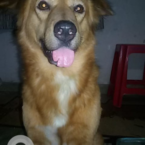 Missing: Brown Male Gaddi Dog from Sector 16, Rohini, Delhi-3