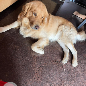 Missing: Golden Male Golden Retriever Dog from Near Hulimavu Krishna layout-3