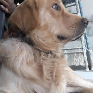 Missing: Golden Male Golden Retriever Dog from Near Hulimavu Krishna layout-2