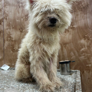 Found: White Male Lasha Apsho Dog from Madhapur 100 ft road, Hyderabad-2