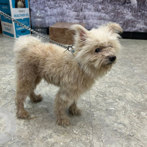 Found: White Male Lasha Apsho Dog from Madhapur 100 ft road, Hyderabad-3