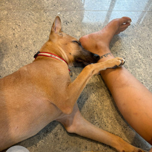 Missing: Brown Female Indie Dog from Mapusa market , shop no 11-3