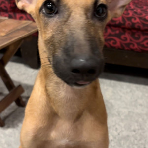 Missing: Brown Female Indie Dog from Mapusa market , shop no 11-2