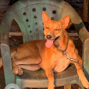 Missing: Brown Female Indie Dog from Airport road, Shantinagar, Vasco Da Gama