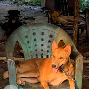 Missing: Brown Female Indie Dog from Airport road, Shantinagar, Vasco Da Gama-2