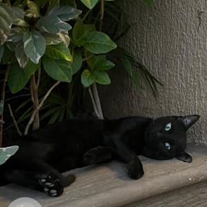 Missing: Black Male Indie Cat from Nyati Elysia Kharadi