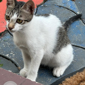 Missing: White and Grey Male Indie Cat from 11th cross, HSR layout, Sector 1-3