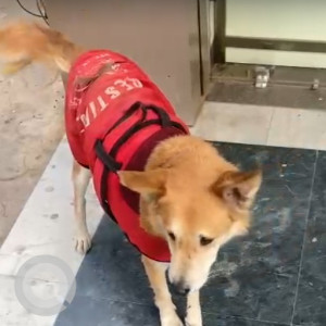 Missing: Brown Male Indie Dog from PNB in sector 15, part 2, Gurgaon-2