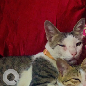 Missing: White and Grey Male Indie Cat from Koliwada Gaon, Kasarvadavali, Thane-2