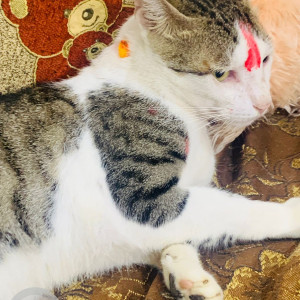 Missing: White and Grey Male Indie Cat from Koliwada Gaon, Kasarvadavali, Thane-3