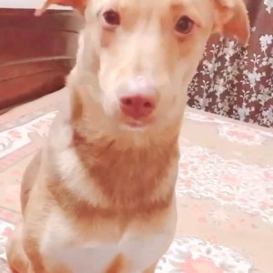 Missing: White-Brown Mix Female Indie Dog from Gandhi colony, ward number-3, Mehrauli, New Delhi-3