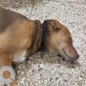 Missing: White-Brown Mix Female Indie Dog from Gandhi colony, ward number-3, Mehrauli, New Delhi-2