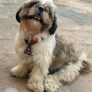 Missing: White and Grey Female Shih Tzu Dog from Magadi Main Road, Anjananagar-3