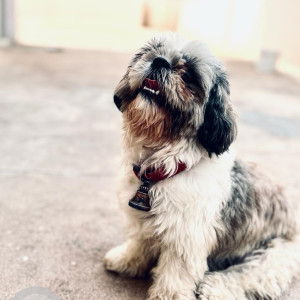 Missing: White and Grey Female Shih Tzu Dog from Magadi Main Road, Anjananagar-2
