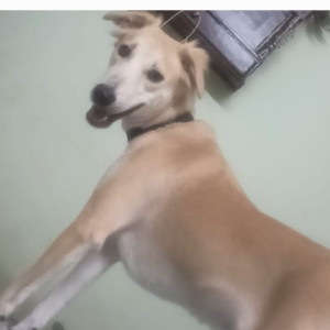 Missing: Brown Female Indie Dog from Tughlakabad Extension near DDA flats kalkaji ( south delhi), New Delhi-2