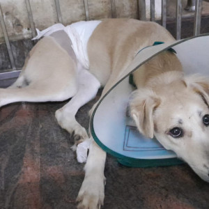 Missing: Brown Female Indie Dog from Tughlakabad Extension near DDA flats kalkaji ( south delhi), New Delhi-4
