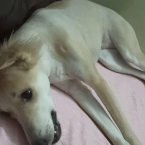 Missing: Brown Female Indie Dog from Tughlakabad Extension near DDA flats kalkaji ( south delhi), New Delhi-3
