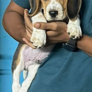 Missing: White-Brown Mix Male Beagle Dog from Vijayawada Labour Colony-2