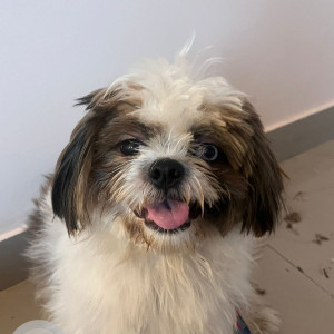 Missing: White Male Shihtzu Dog from Shanti Nagar bengaluru-3