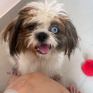 Missing: White Male Shihtzu Dog from Shanti Nagar bengaluru-2
