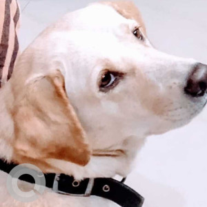 Missing: White Male Labrador Dog from Sector 12, Gurgaon