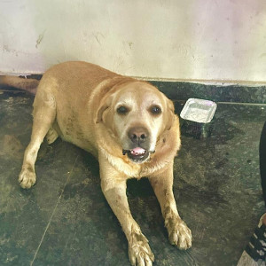 Found: Golden Male Labrador Dog from Chhatarpur main road-2