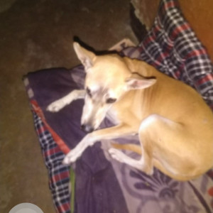 Missing: Brown Female Indie Dog from R.K.Puram Sector 6, New Delhi-2