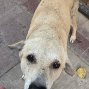 Missing: White Male Indie Dog from Inside Delhi High Court-2