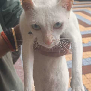 Found: White Male Indie Cat from Versova, Panch Marg-2