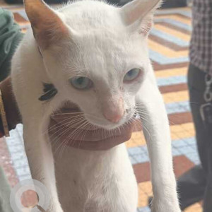 Found: White Male Indie Cat from Versova, Panch Marg-3