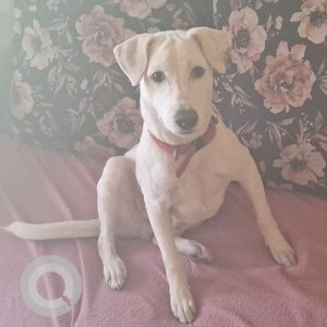 Missing: White Male Indie Dog from Byrathi cross, Kothanur