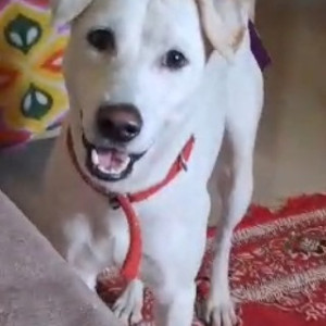 Missing: White Male Indie Dog from Byrathi cross, Kothanur-2