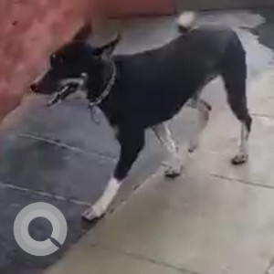 Found: Black and White Female Indie Dog from Sambhu's Cafe, Ognaj, Ahmedabad, Gujarat-2