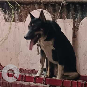 Found: Black and White Female Indie Dog from Sambhu's Cafe, Ognaj, Ahmedabad, Gujarat