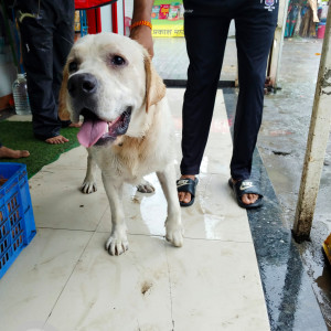 Found: White Male Labrador Dog from Bhugaon, Pune-2