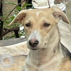 Missing: Black and Brown Male Indie Dog from Cidco Bridge opposite Petsmate Sector 42 A Seawoods-2