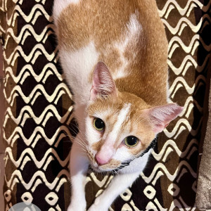Missing: White Female Indie Cat from Silver Trove Apartments, Veera Desai Road-2