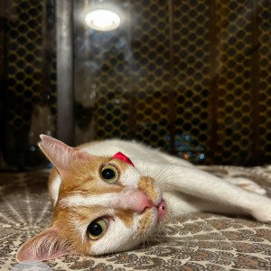 Missing: White Female Indie Cat from Silver Trove Apartments, Veera Desai Road-3