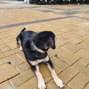Found: Black Female Indie Dog from Puranik's Aldea Espanola, Phase 3, Near The Orchid Hotel, Mahalunge Road, Mahalunge, Pune-3