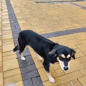 Found: Black Female Indie Dog from Puranik's Aldea Espanola, Phase 3, Near The Orchid Hotel, Mahalunge Road, Mahalunge, Pune