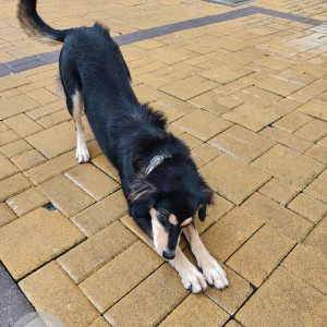 Found: Black Female Indie Dog from Puranik's Aldea Espanola, Phase 3, Near The Orchid Hotel, Mahalunge Road, Mahalunge, Pune-2